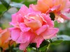 月季与芍药花影