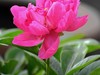 月季与芍药花影