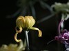 金秋咏菊