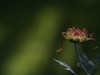 金秋咏菊