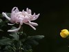金秋咏菊
