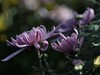 金秋咏菊