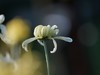 金秋咏菊
