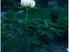 百花之王--牡丹