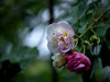 蜂蝶芙蓉
