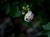 蜂蝶芙蓉