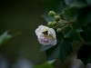 蜂蝶芙蓉