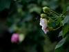 蜂蝶芙蓉