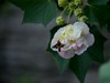 蜂蝶芙蓉