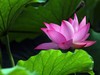 我的2015摄影总结------荷花。