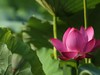 我的2015摄影总结------荷花。