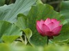 我的2015摄影总结------荷花。