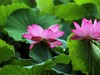 我的2015摄影总结------荷花。