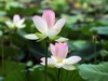 我的2015摄影总结------荷花。