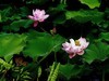荷 池 嫣 红