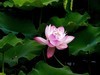 荷 池 嫣 红