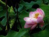 荷 池 嫣 红