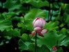荷 池 嫣 红