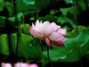 荷 池 嫣 红
