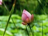 荷 池 嫣 红