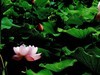 荷 池 嫣 红