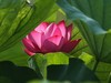 我的2015摄影总结------荷花。