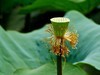 荷 池 嫣 红
