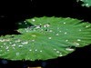 荷 池 嫣 红