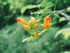 #植物日记##反正拍一夏##踏青去# 世界那么大，我想走走看看??