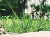 #植物日记##反正拍一夏##踏青去# 世界那么大，我想走走看看??