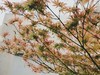 #植物日记##反正拍一夏##踏青去# 世界那么大，我想走走看看??