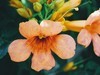 #植物日记##反正拍一夏##踏青去# 世界那么大，我想走走看看??