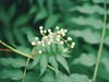 #植物日记##反正拍一夏##踏青去# 世界那么大，我想走走看看??
