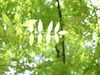 #植物日记##反正拍一夏##踏青去# 世界那么大，我想走走看看??
