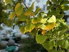 松下LX10拍的树叶和桂花。。。。。