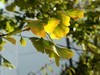 松下LX10拍的树叶和桂花。。。。。
