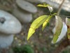 松下LX10拍的树叶和桂花。。。。。