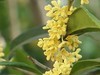 松下LX10拍的树叶和桂花。。。。。