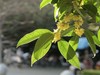 松下LX10拍的树叶和桂花。。。。。