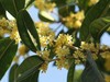 松下LX10拍的树叶和桂花。。。。。