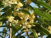 松下LX10拍的树叶和桂花。。。。。