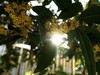 松下LX10拍的树叶和桂花。。。。。