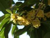 松下LX10拍的树叶和桂花。。。。。