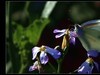 蝶恋花《秋之恋》