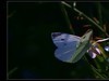 蝶恋花《秋之恋》