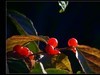 蝶恋花《秋之恋》