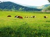 阿尔山