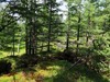 阿尔山