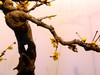 颐和园梅展