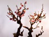 颐和园梅展
